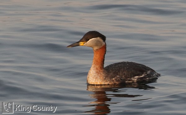 Photo of Podiceps grisegena